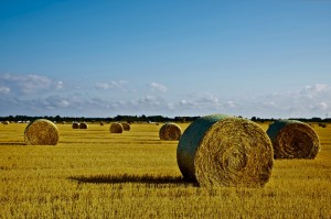 _DSC0287_1副本副本副本副本