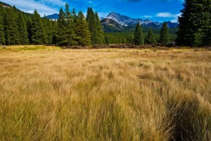 _DSC0851副本副本