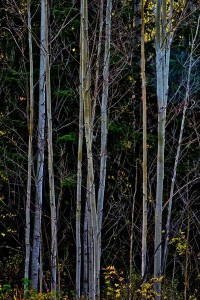 _DSC1509副本副本副本