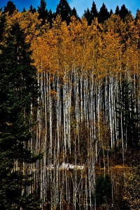 _DSC1520副本副本副本